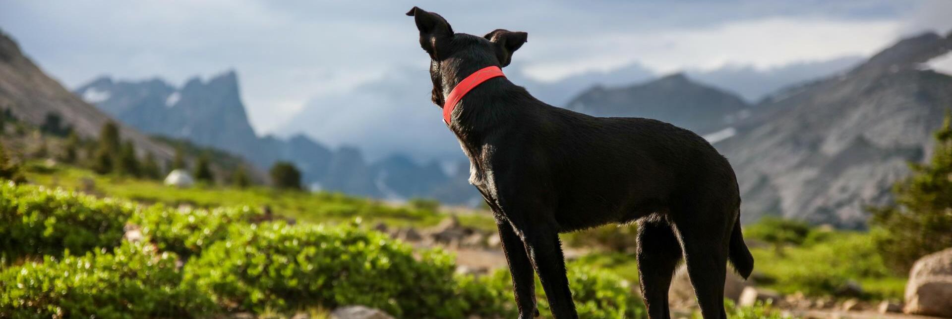 Un cane nero con collare rosso guarda da una roccia verso un paesaggio montano alpino.