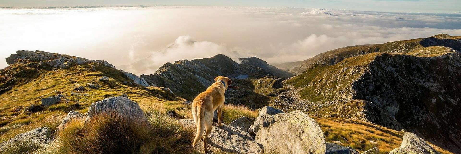 Ein Hund steht auf einem Felsen und blickt über eine beeindruckende Berglandschaft im Morgenlicht.