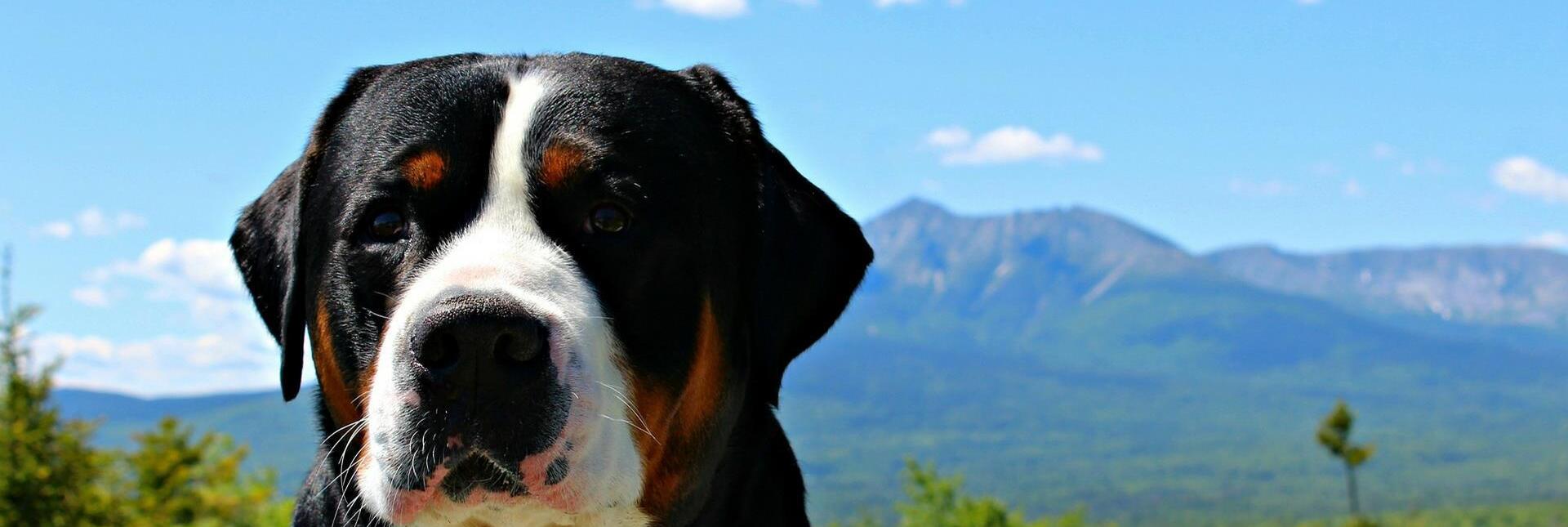 Ein großer Hund mit schwarzem, braunem und weißem Fell blickt in die Kamera. Im Hintergrund sind grüne Wälder und ein Gebirge unter blauem Himmel zu sehen.