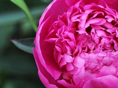 Primo piano di una peonia di colore rosa acceso