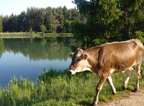 blogbeitrag-sommerfrischetipps-01