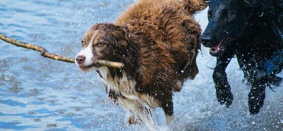 Pets Bolzano and environs