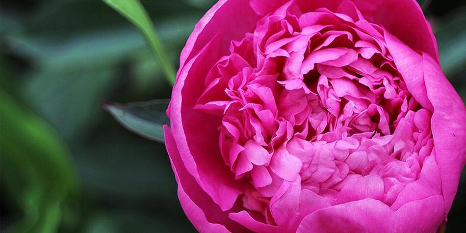 Close-up of a bright pink peony