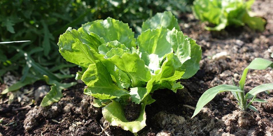Fresh green lettuce growing in a vegetable garden on fertile soil.