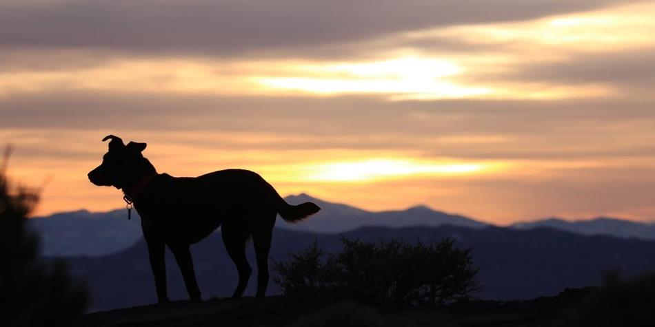 og-videohaustierspezialist