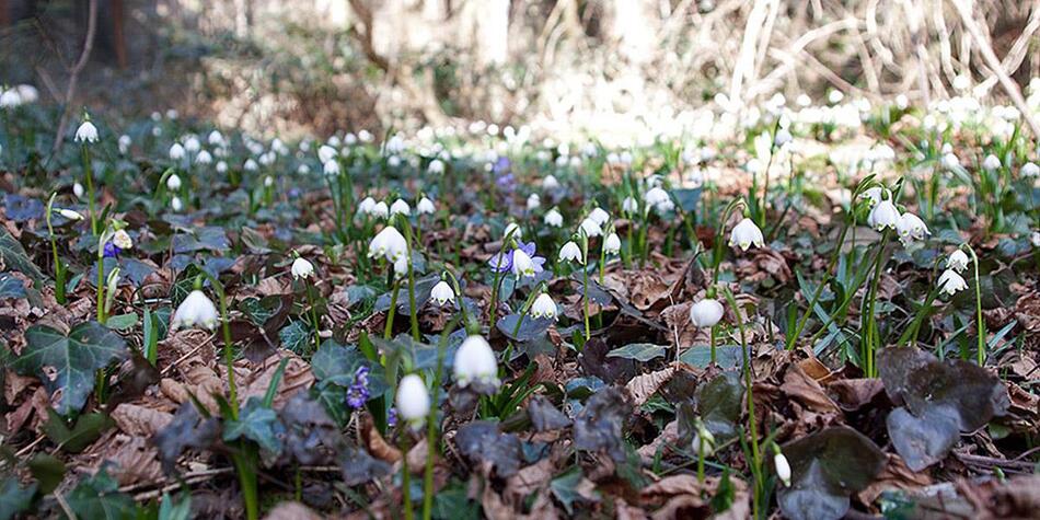Ein Frühlingswald mit zahlreichen blühenden Märzenbechern (Frühlingsknotenblumen) zwischen braunem Laub und Efeu am Waldboden.