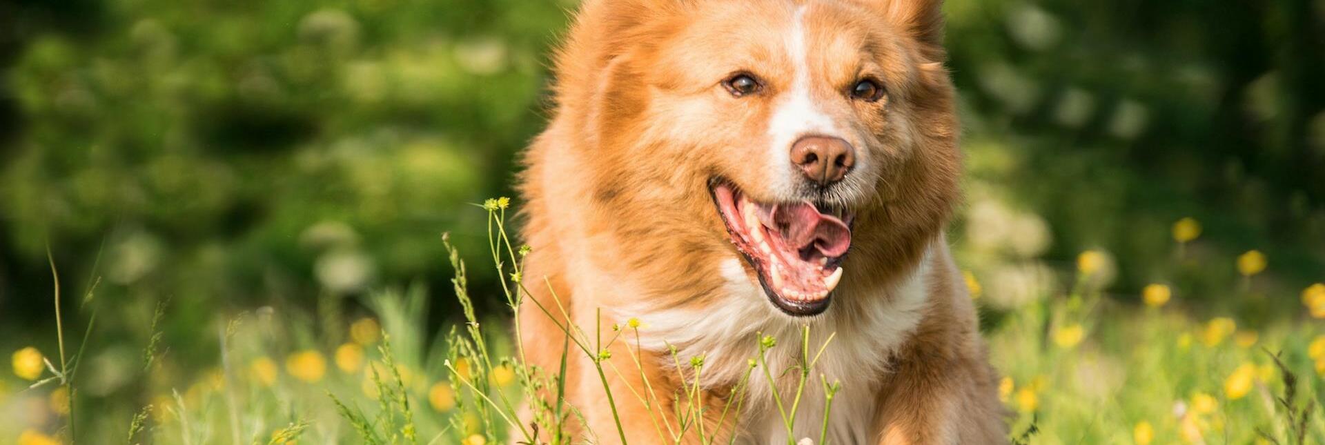 A dog in a blooming meadow