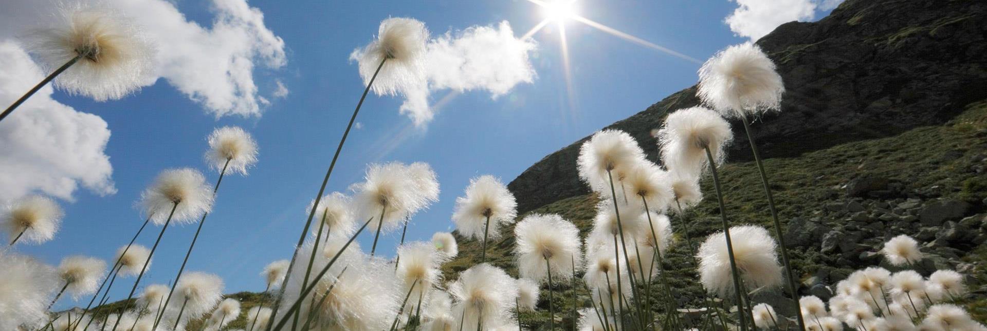 Dandelions under a blue sky